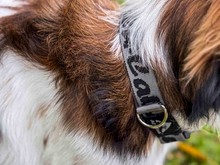 Alu-Cab Trail Buddy dog collar, photo 5