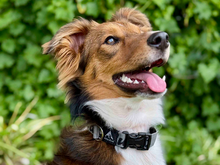 Alu-Cab Trail Buddy dog collar, photo 2