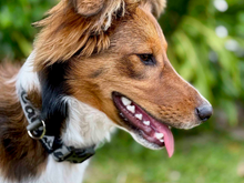 Alu-Cab Trail Buddy dog collar, photo 4