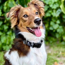 Alu-Cab Trail Buddy dog collar