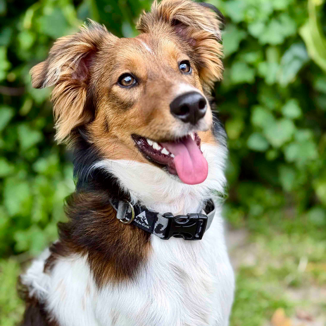 Alu-Cab Trail Buddy dog collar